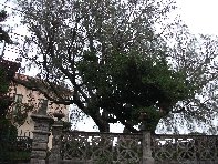 Ginestra_di_Milo - 20100924 050.jpg